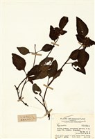 藏品(珍珠菜屬)的圖片